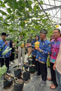 Panen Raya Melon MAN 1 Tulang Bawang Barat: Aroma Manis di Tengah Tantangan Cuaca Ekstrim