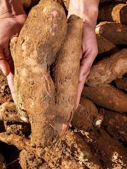Petani Tubaba Merana, Harga Singkong Anjlok: Pilih Tebu, Sawit, atau Gigit Jari?   